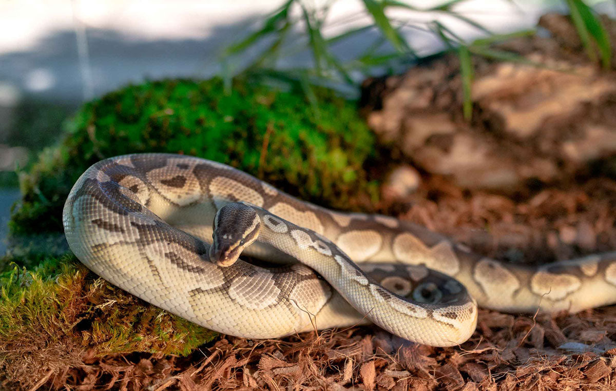 TropiCoco Husk Pouch 8qt