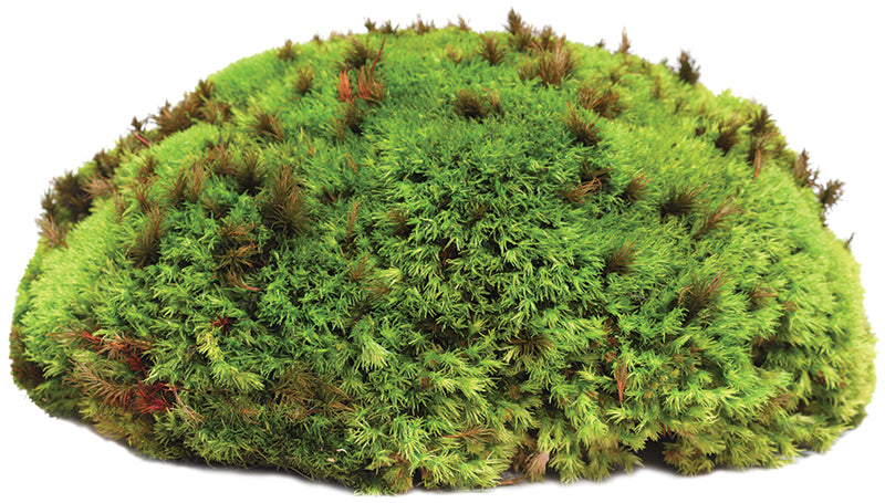 Royal Pillow Moss 8qt