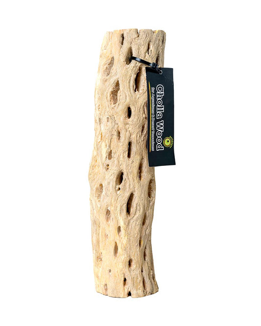 Cholla Wood 24"