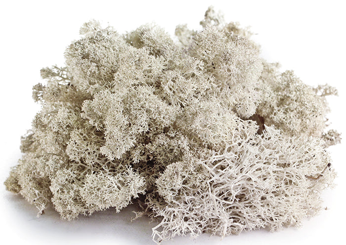 Reindeer Moss Mini Bag