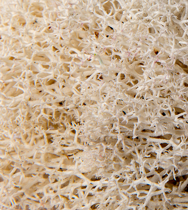 Reindeer Moss Mini Bag