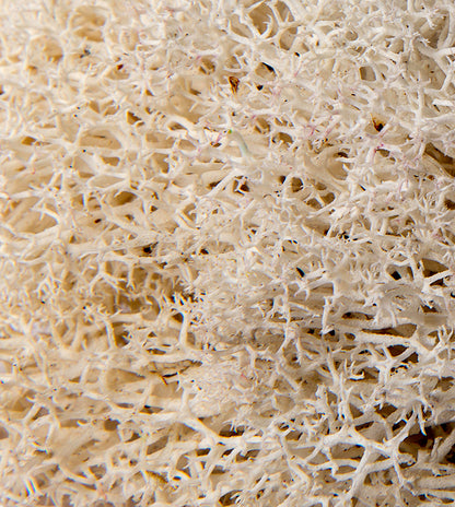 Reindeer Moss Mini Bag